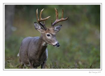 9 pt buck 2j copy.jpg